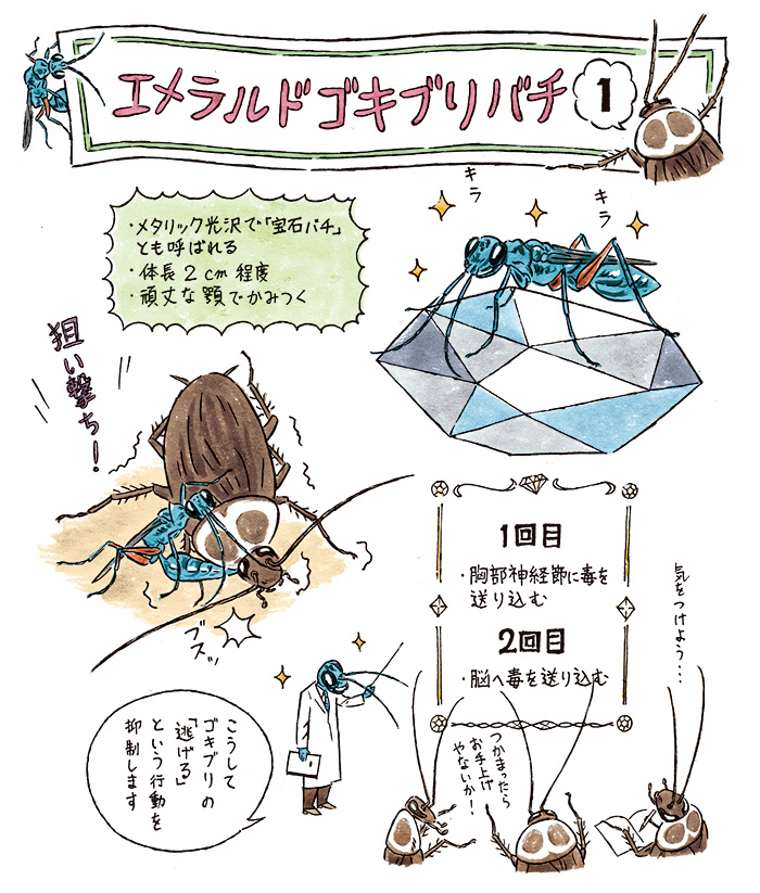 宝石バチとの出会い――あるゴキブリの物語 『えげつない! 寄生生物