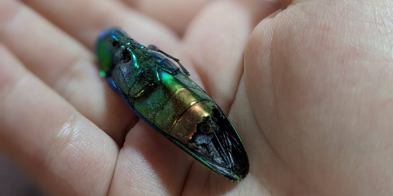 なにわ日記】いつか羽ばたいている姿をみたい | なにわ日記 | 風の旅行社