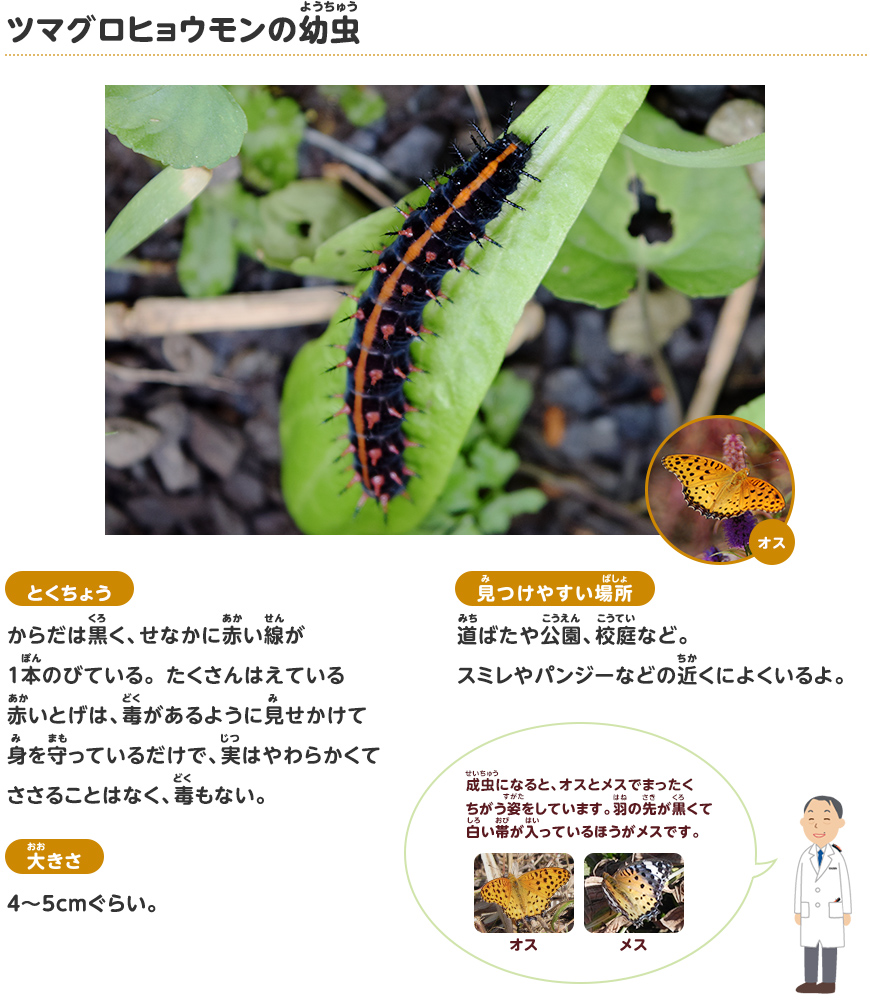 スミレ 葉っぱ 訳あり品 300g ツマグロヒョウモン 幼虫 餌 スミレ