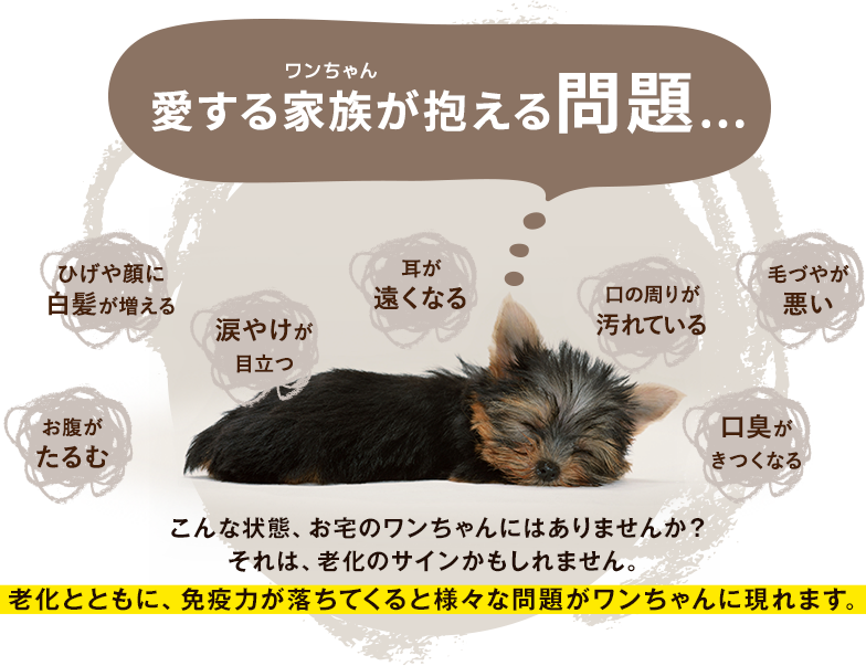 犬康食・ワン」プレミアム ジャーキータイプ - わんわん倶楽部｜愛犬の