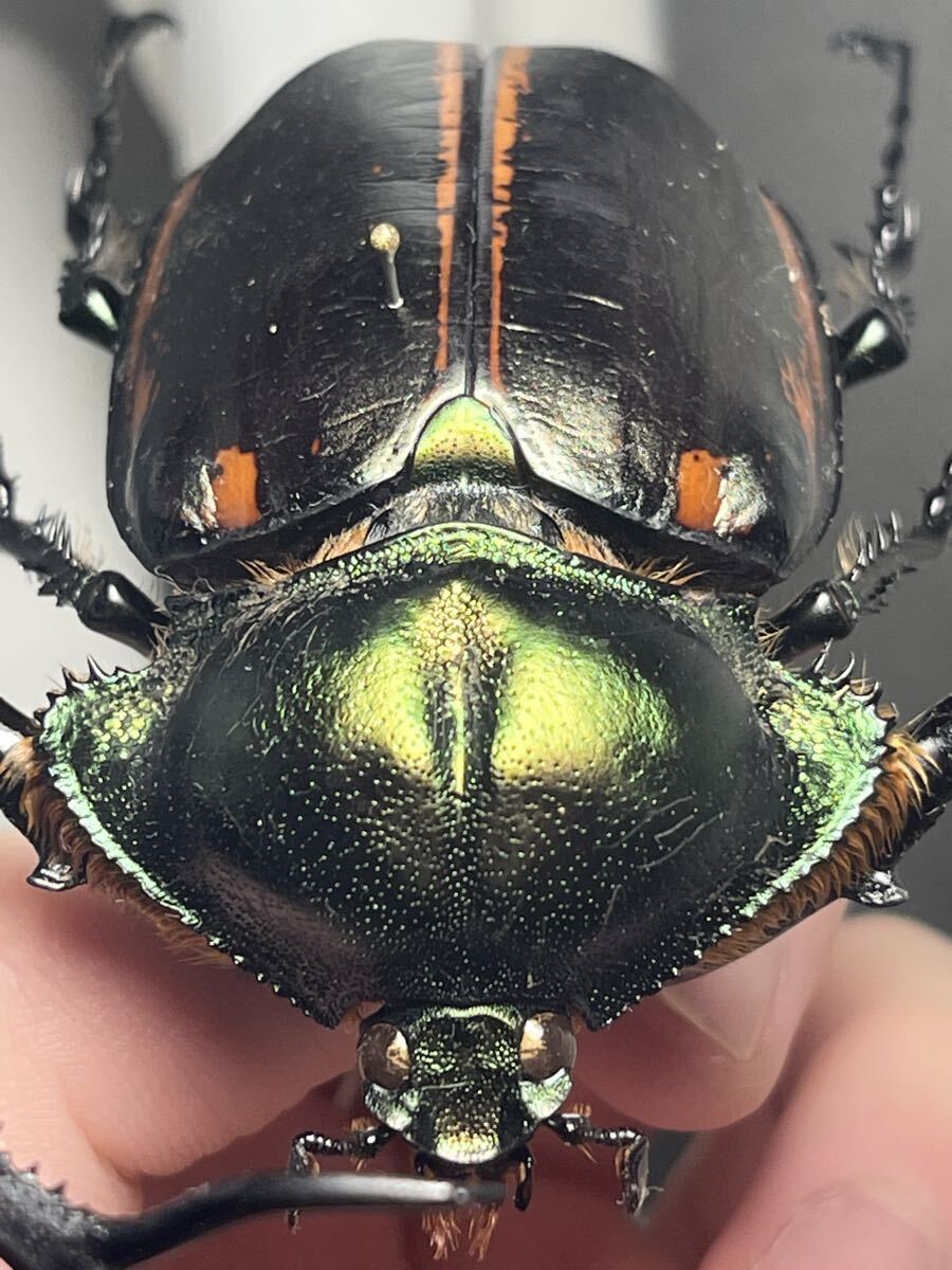 ディスカウント 【73mm】ヤンソニーテナガコガネ カメムシサシガメ甲虫