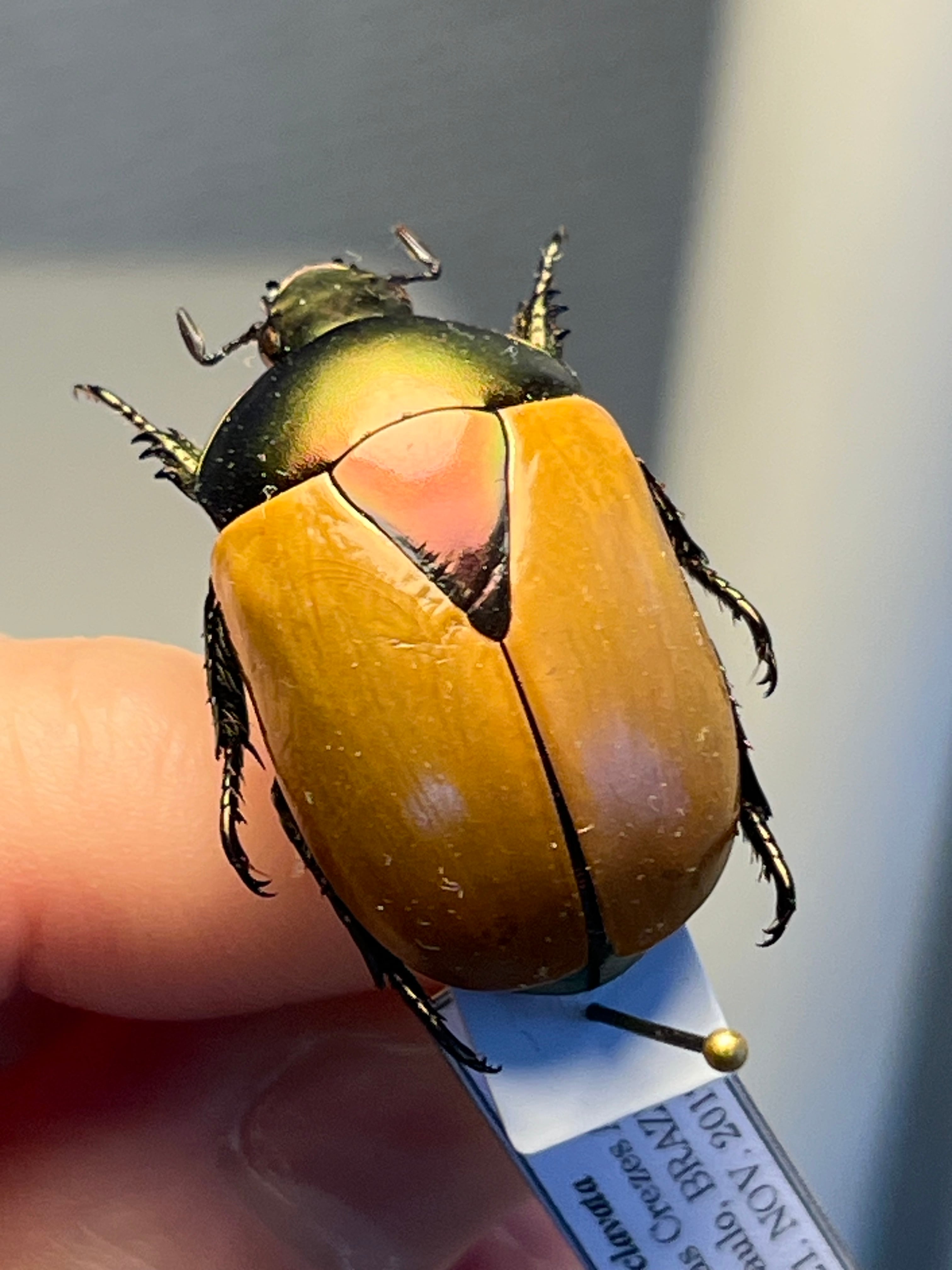 75mm】チリクワガタ メタリフェルホソアカクワガタ Wild 昆虫標本 75mm