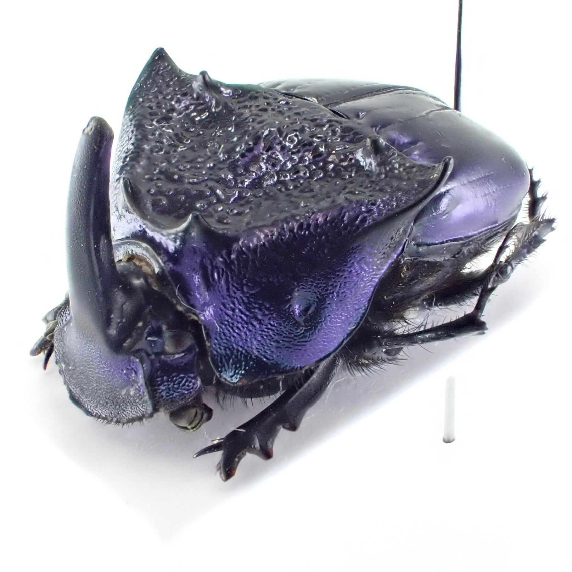 特大デーモンニジダイコク(虫類)｜売買されたオークション情報、yahoo