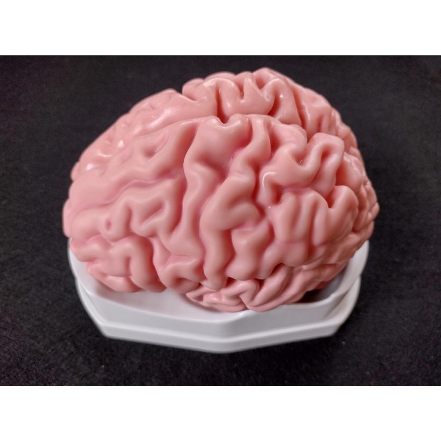 脳 模型 05分解単色 専用模型（頭蓋03/22分解） : 解剖模型 - 通販