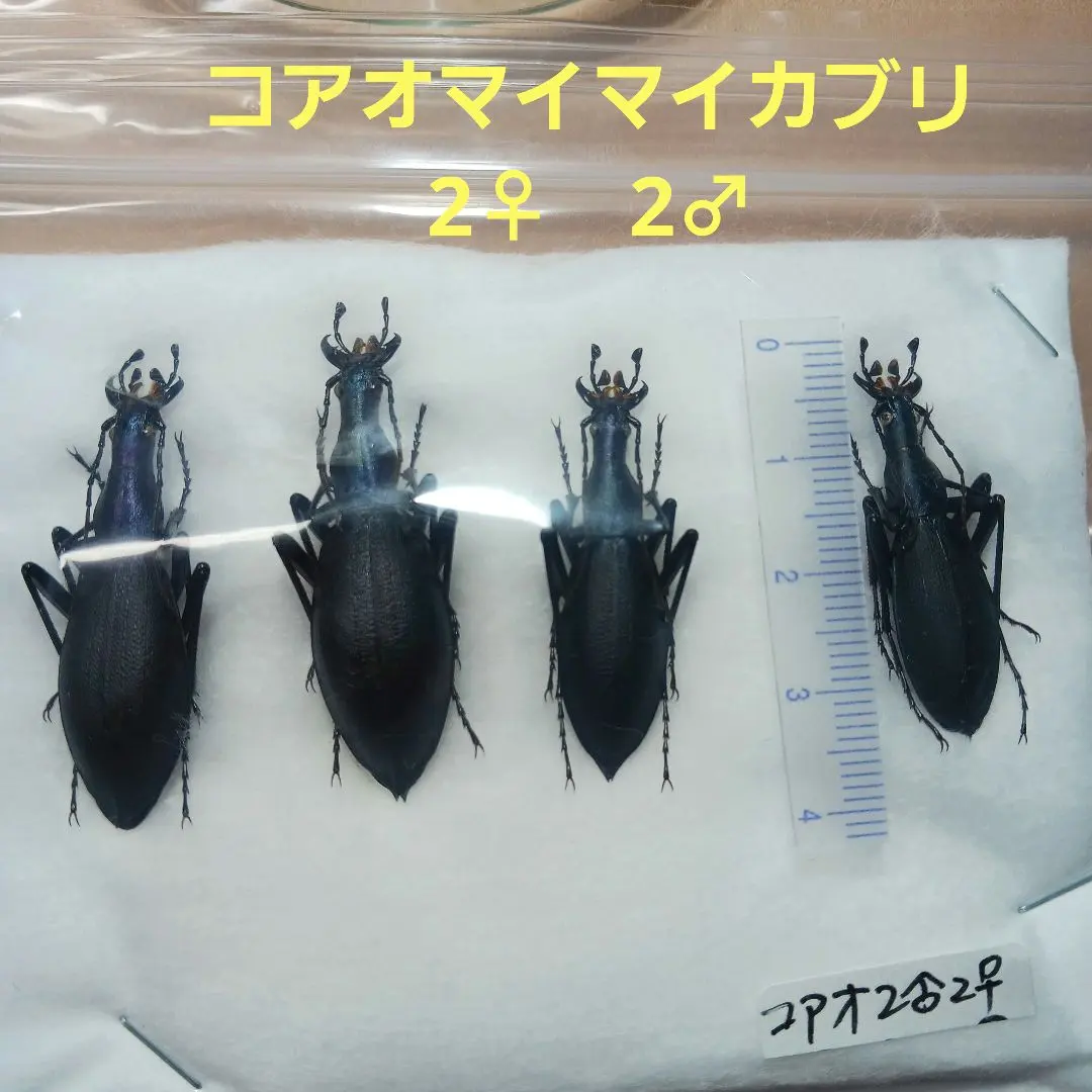 2026年最新】マイマイカブリ 標本の人気アイテム - メルカリ