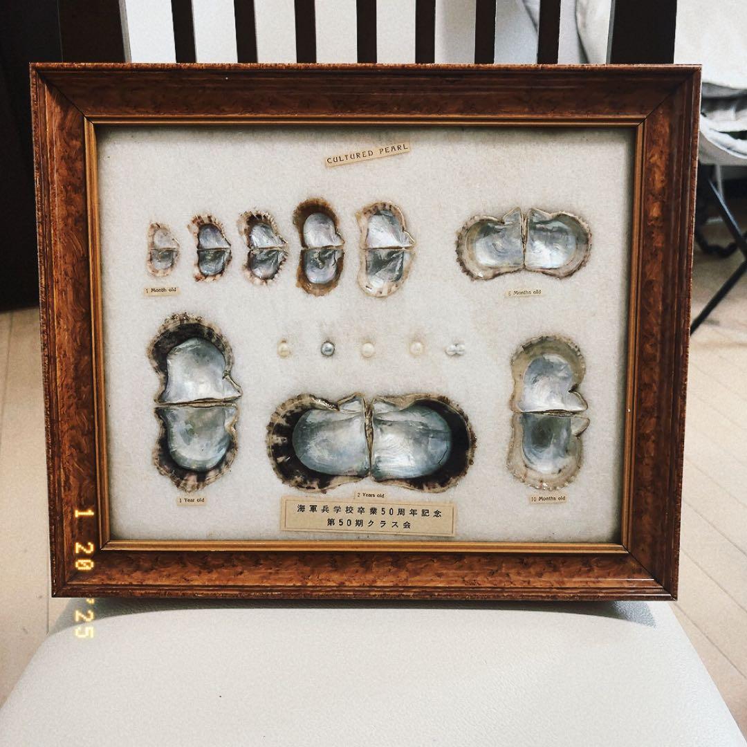 真珠標本 50周年記念 真珠標本 50周年記念 【公式通販】