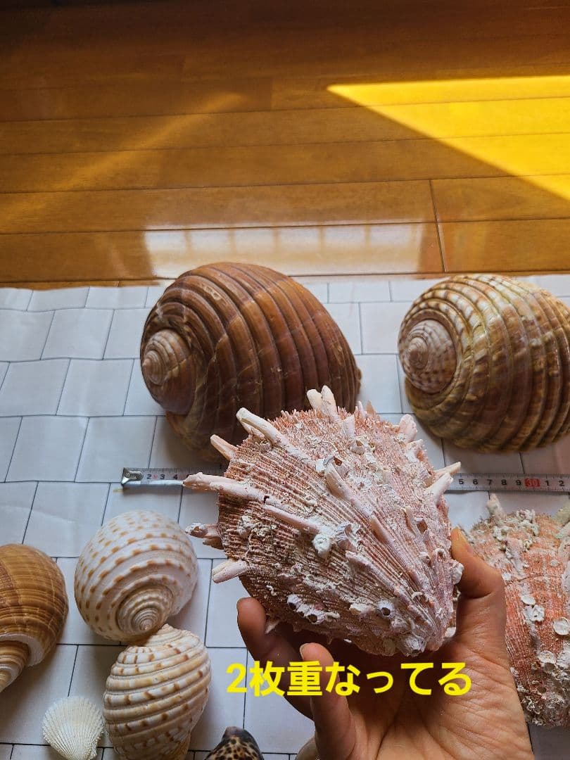 五島列島!特大! 貝殻 貝 標本 コレクション タカラガイ アンティーク 化石